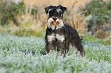 SCHNAUZER NAIN 005